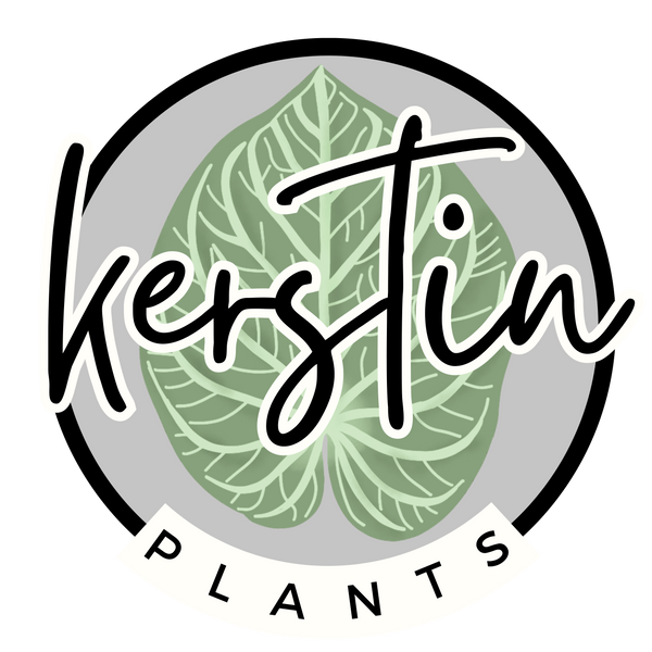 Kerstinplants