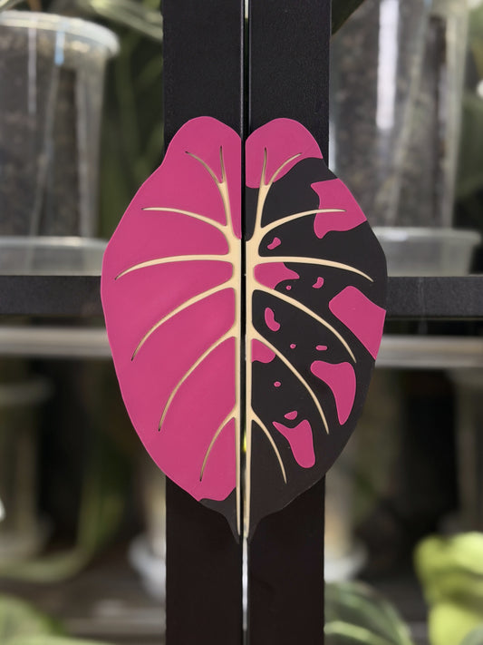 Vitrinen Griff Alocasia Black Velvet Pink Variegata