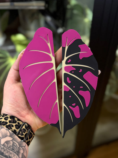 Vitrinen Griff Alocasia Black Velvet Pink Variegata