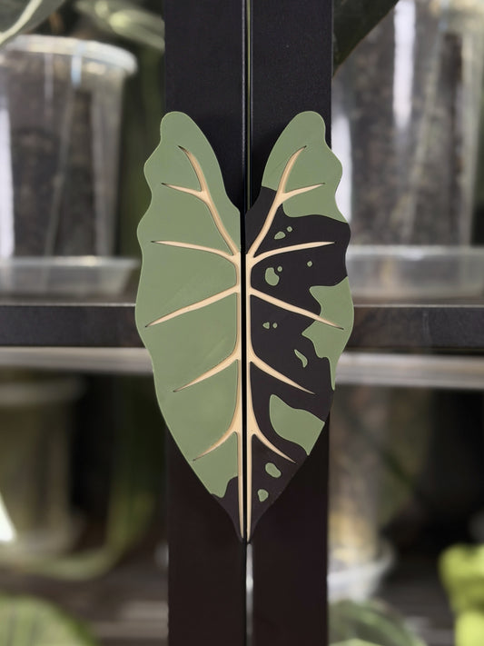 Vitrinen Griff Alocasia Frydek Variegata Green