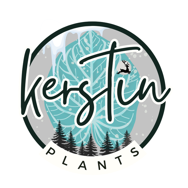 Kerstinplants