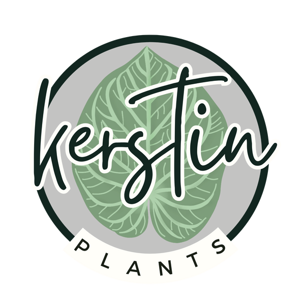 Kerstinplants