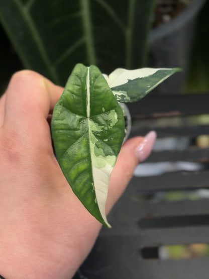 Alocasia Simpo Albo Variegata Nr.2