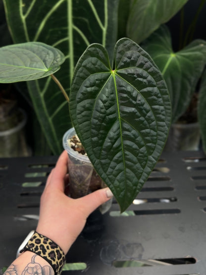Anthurium Regale x Luxurians