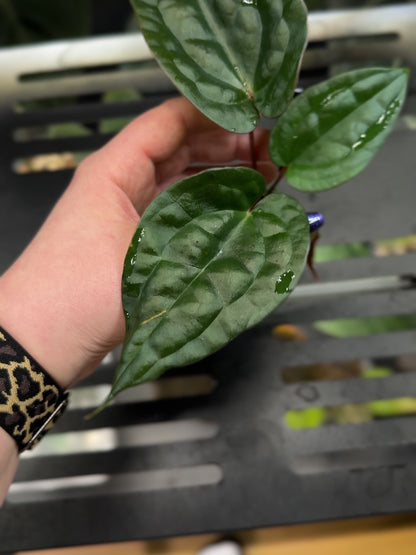 Anthurium (DocBlock D&H '9' X RVC '24') x Luxurians Seedling