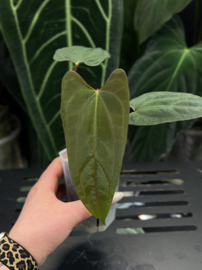 Anthurium NoID