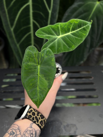 Alocasia Frydek Green on Green Nr.3