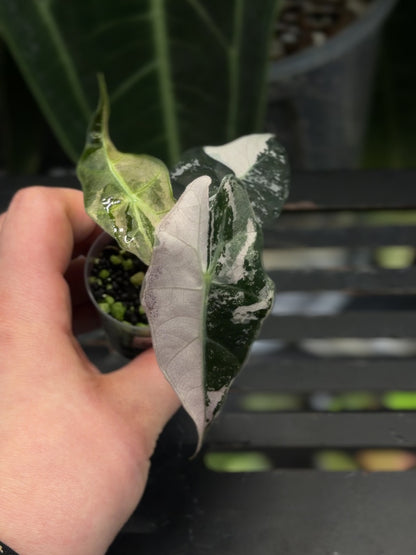 Alocasia Amazonica Pink Variegata