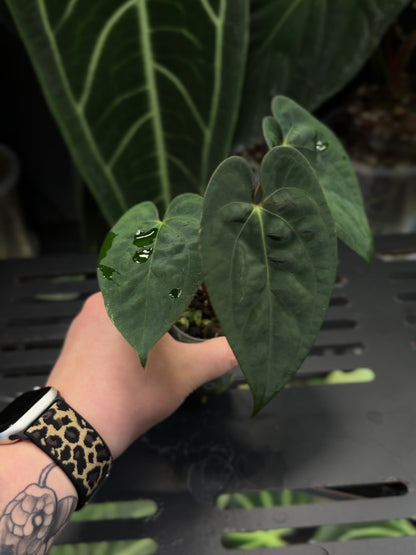 Anthurium (Luxurians x Magnificum) X (Papillilaminum Dark)