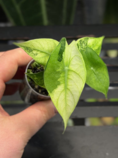 Alocasia Nairobi Nights Variegata Nr.1