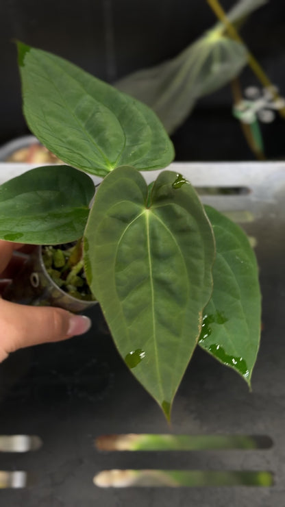 Anthurium (Luxurians x Magnificum) X (Papillilaminum Dark) Nr.1